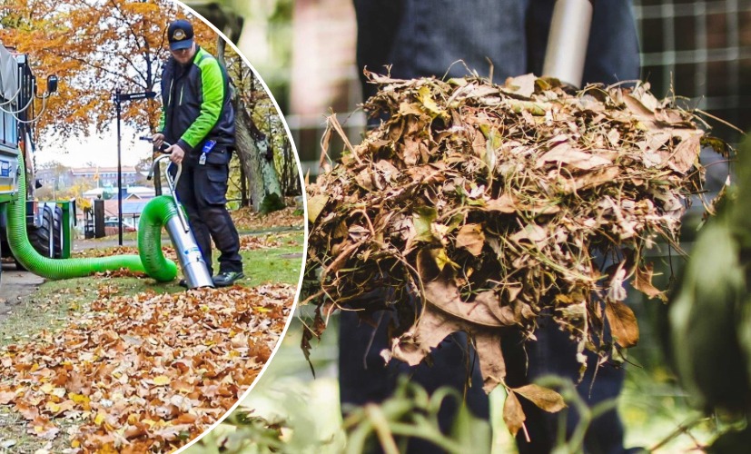 Full koll på löven: Så jobbar proffsen med sin lövhantering