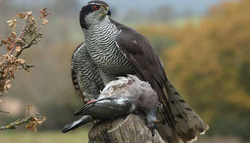 “Då gör du dig skyldig till artskyddsbrott”