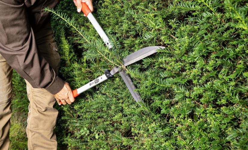 Finlir och formklippning