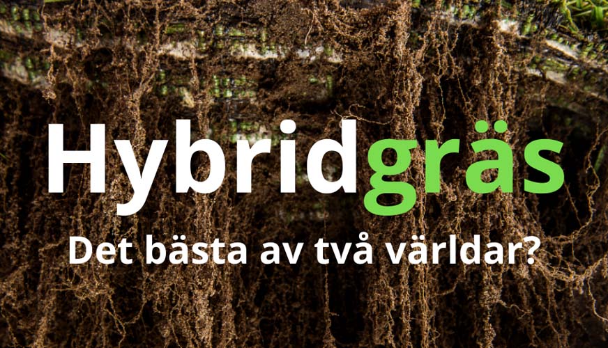 Hybridgräs – det bästa av två världar?