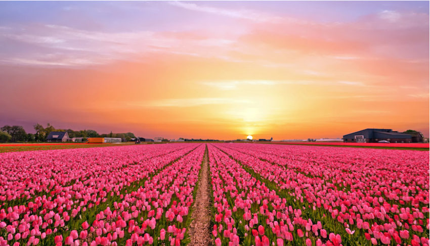 Blomsterindustrins hjärta: Holland